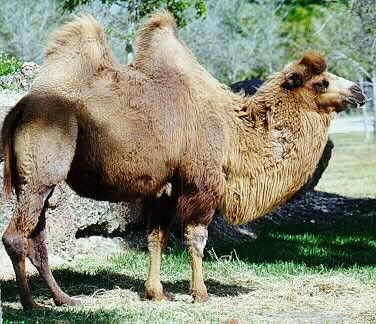 Animales Animales