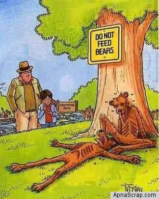 not feed bear