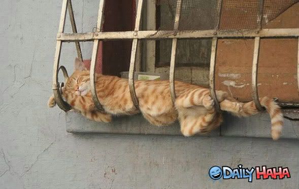 comfy_cat_sleep_spot.jpg