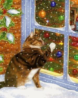 cat Pictures, Images and Photos