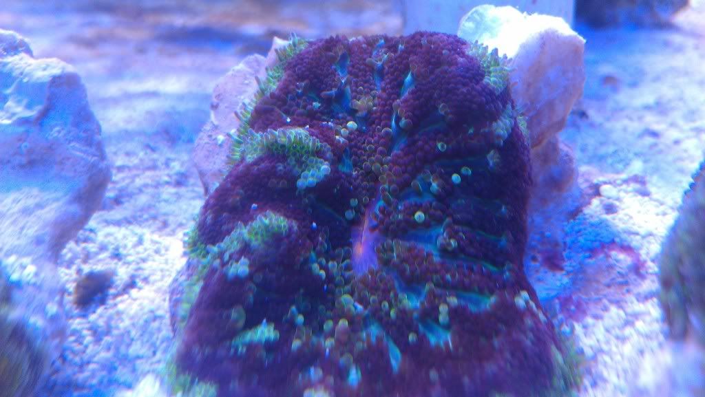 IMAG0521.jpg