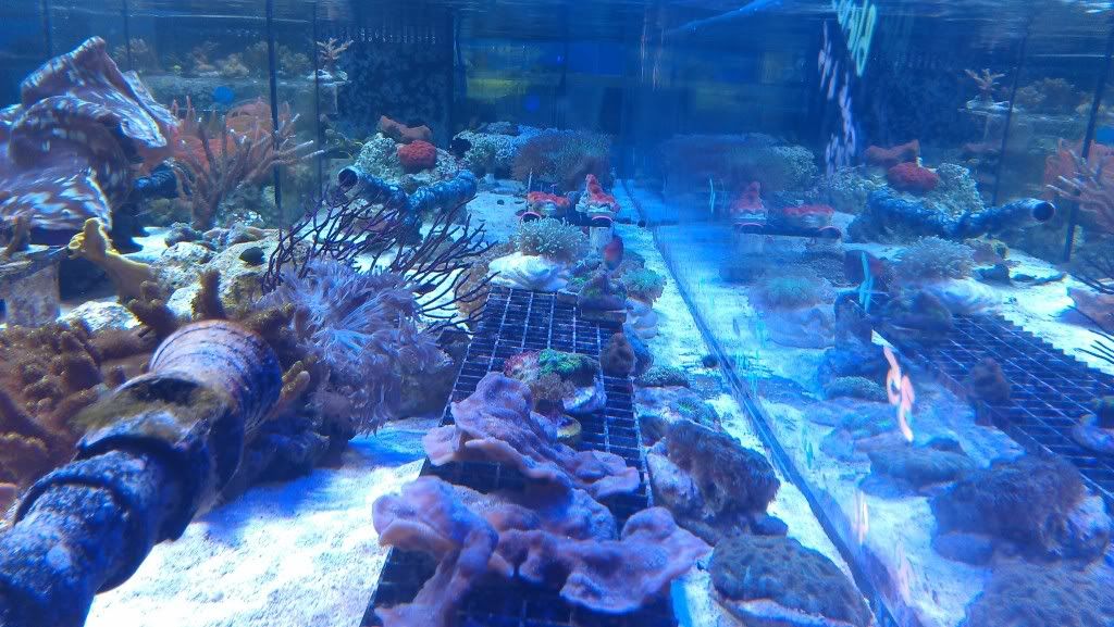 IMAG0532.jpg