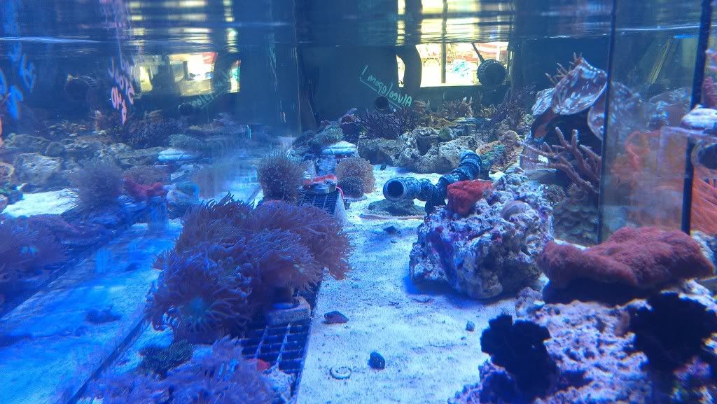 IMAG0534.jpg