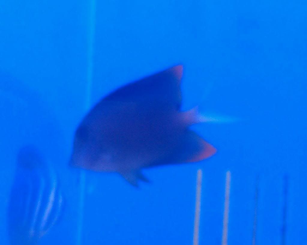 IMAG0594-1.jpg