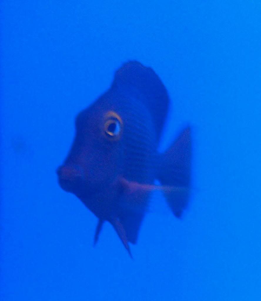 IMAG0595-1.jpg
