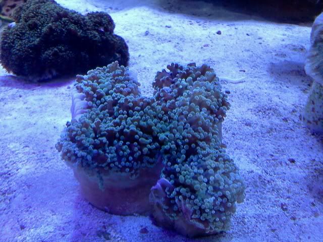 frgspawn2.jpg
