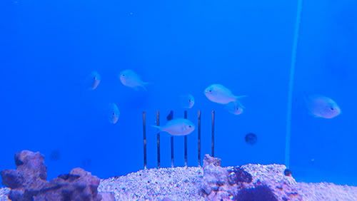 greenchromis.jpg