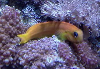 midasblenny.jpg