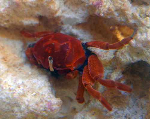 redcrab.jpg