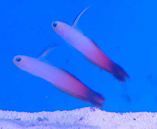 redfirefish.jpg