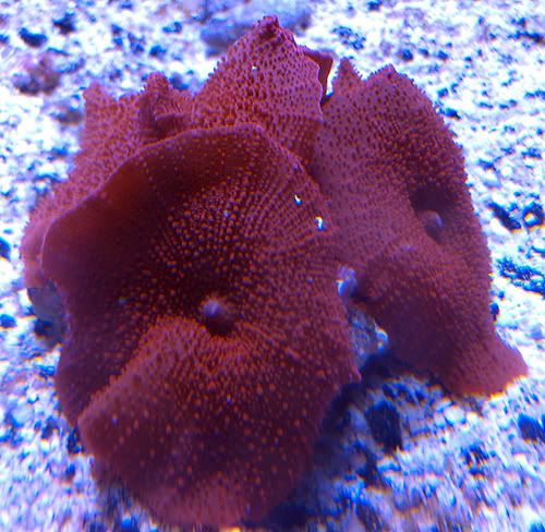 redshrooms-1.jpg