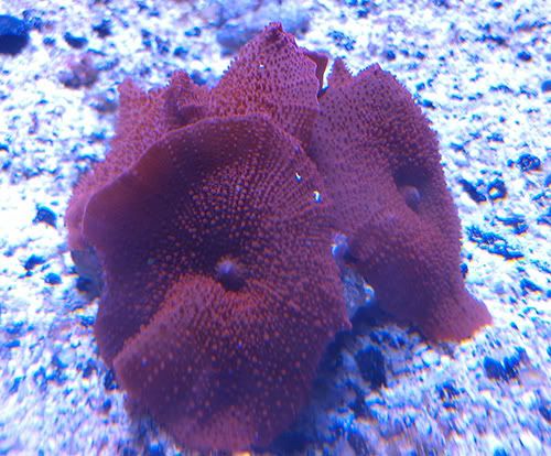 redshrooms.jpg