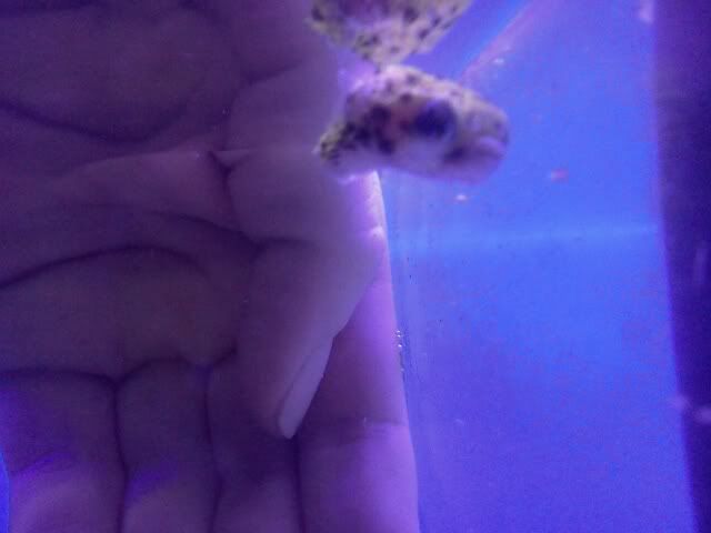 tinyppuffer.jpg