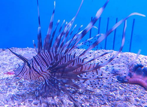 vlionfish.jpg