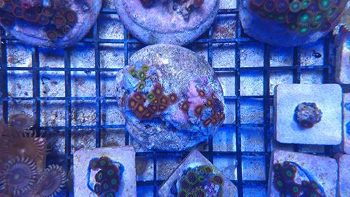 zoas.jpg