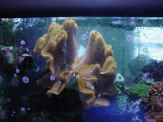 Aquarium008.jpg