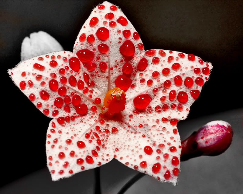 2867200833 6f5f1e7b5a o