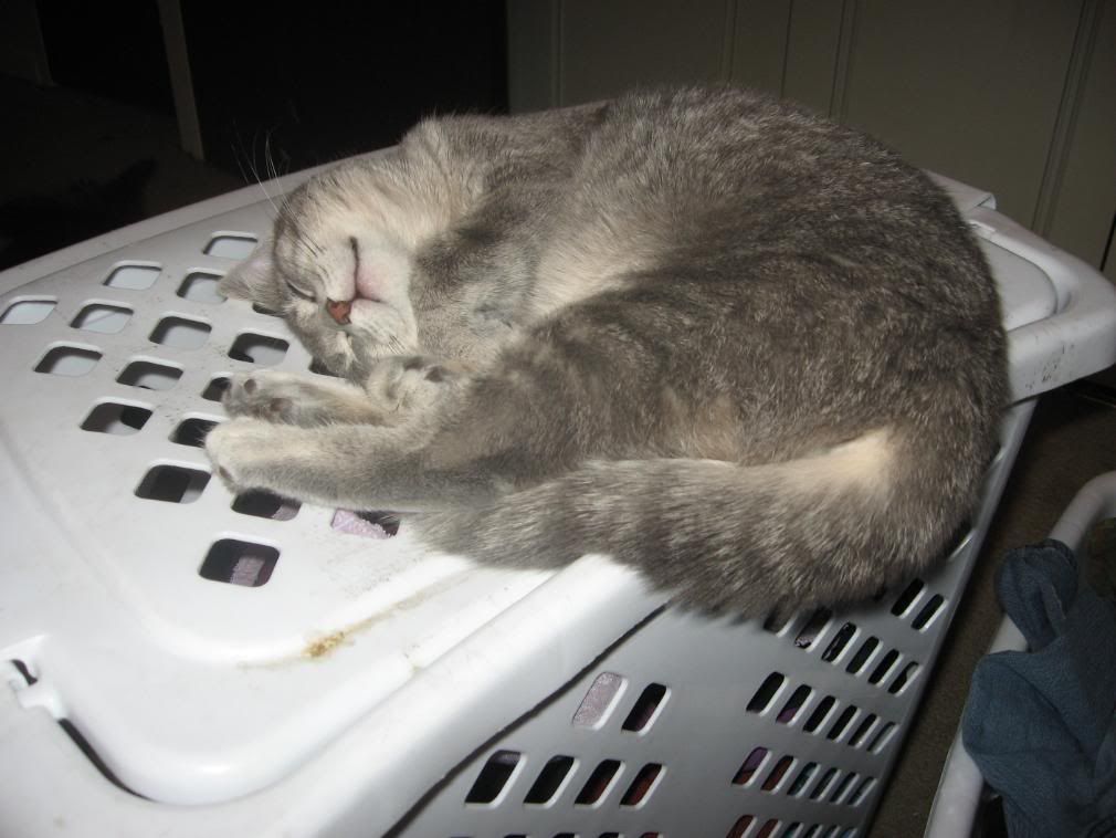 My cat, Monster, a gray tabby, sleeps on my laundry hamper.