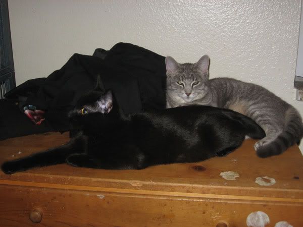 My black kitten, General Mao, and tabby kitten, Monster, sit on my dresser next to my rats' cage.