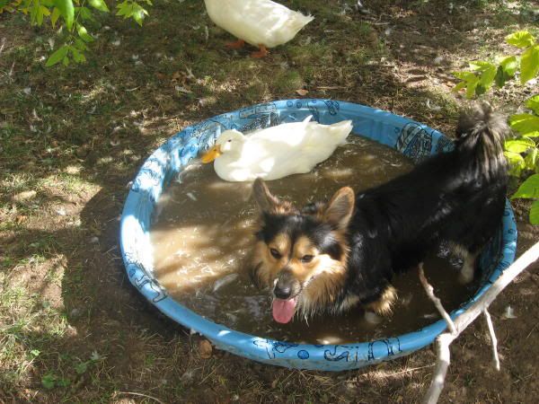 My dog, Augustin, in a pond with a white duck. Another white duck appears in the background.