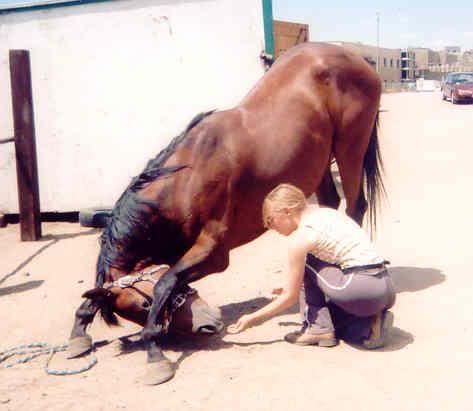 My bay Thoroughbred gelding, Ember, bows for a treat