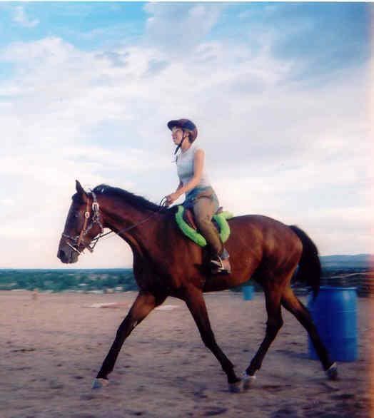 Me riding my bay Thoroughbred, Ember, at a sitting trot. He is well balanced and engaging his hind end while moving his shoulder freely. The vast blue Colorado sky stretches above.