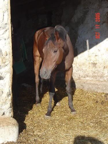 My bay Thoroughbred, Embrace Reality, stands in a stone barn on October 17, 2005. He is three years old and has just retired from the track.