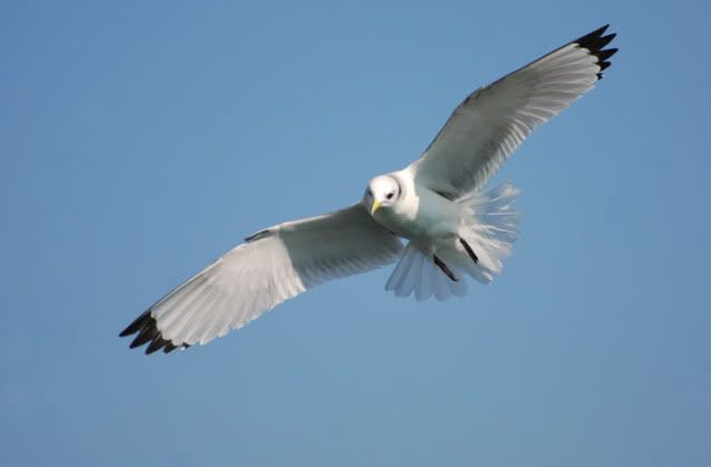 GAVIOTA.jpg GAVIOTA image by liriodeluz03