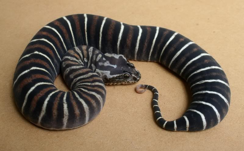 Scaleless Corn Snake