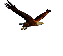 arriba las aguilas Pictures, Images and Photos