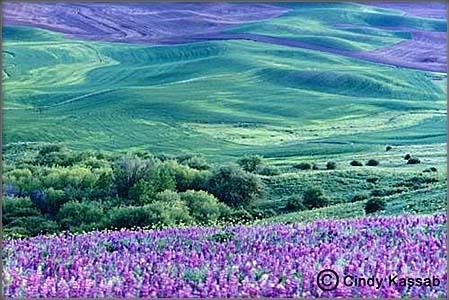 Springtime Pictures, Images and Photos