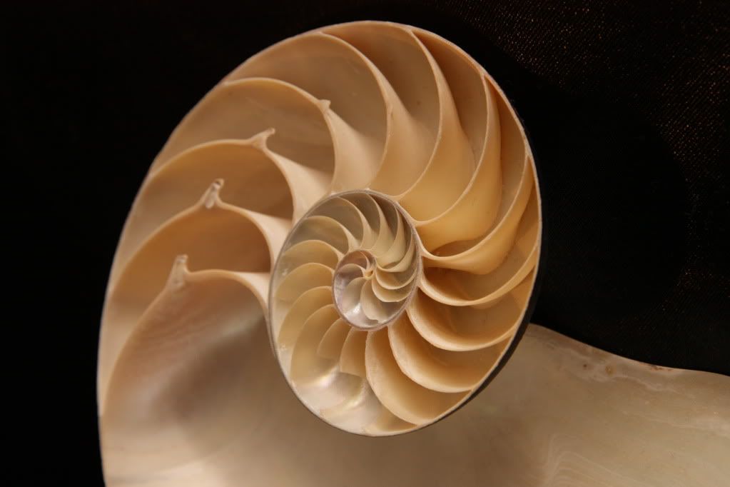 IMAGE: http://i231.photobucket.com/albums/ee207/chase-aise/IMG_7909.jpg