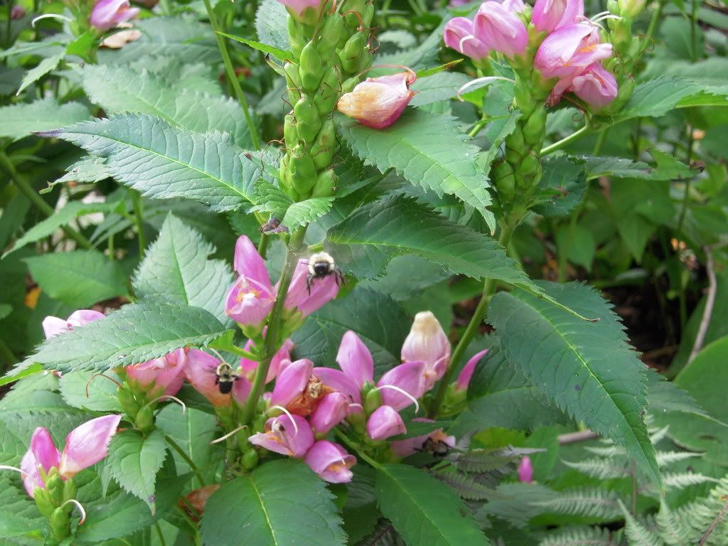 September 2008, Close-up of turtlehead