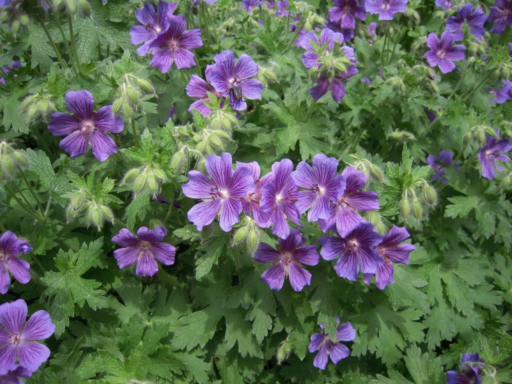 Geranium magnificum close-up