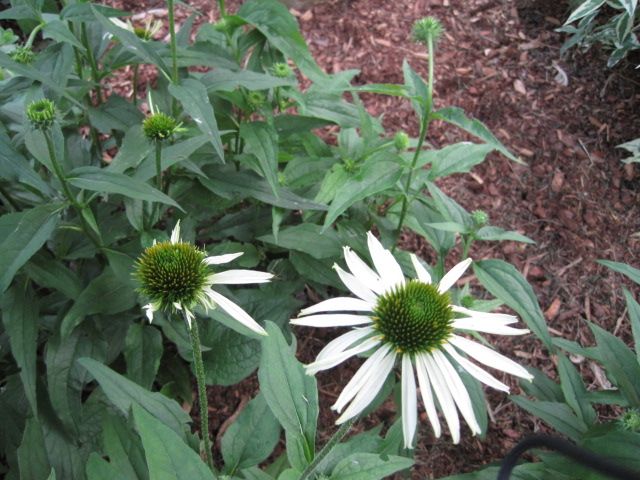  photo IMG_0385_zpsc12c487a.jpg