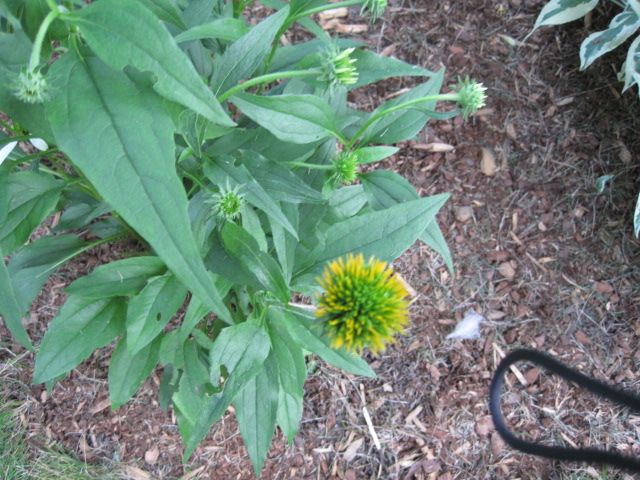  photo IMG_0386_zpse5a24531.jpg