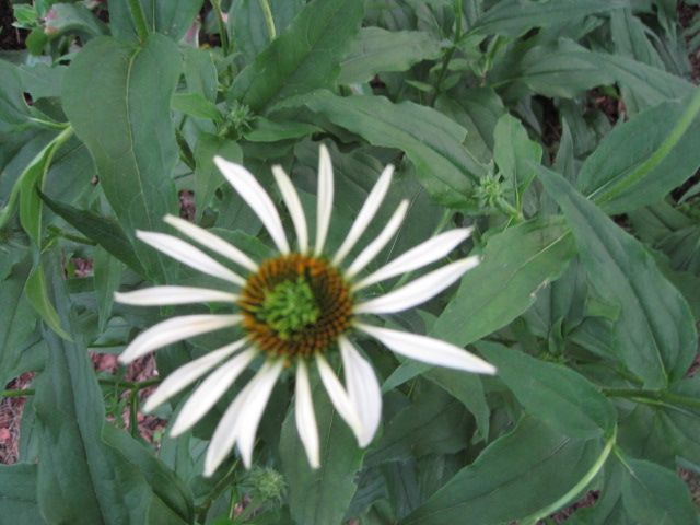  photo IMG_0387_zps69585c6e.jpg