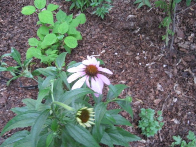  photo IMG_0388_zps1d910330.jpg