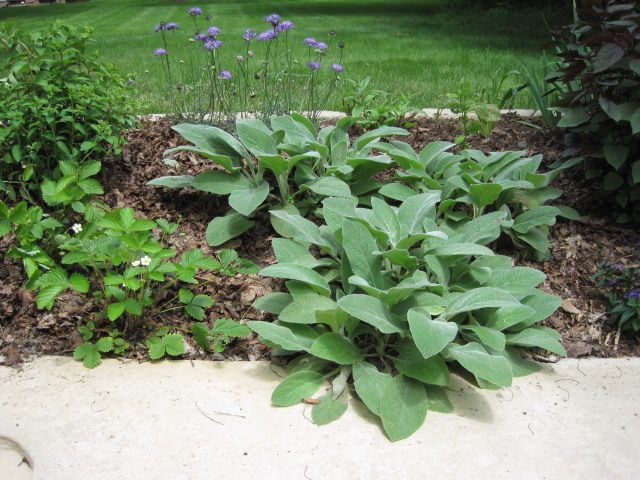  photo IMG_0443_zps9d6c6c42.jpg