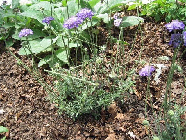  photo IMG_0450_zps8e31b187.jpg