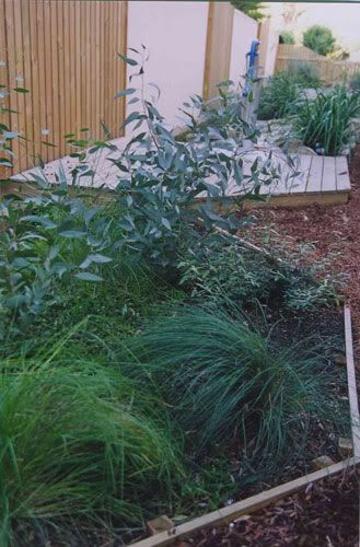 View topic - All Australian Native garden - anyone attempted it? • Home