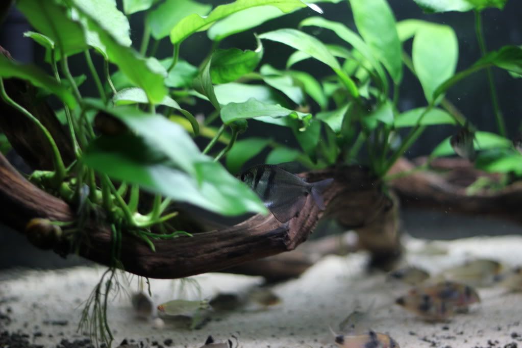 Planted tank for Corydoras Fish for the Planted Aquarium Aquatic Plant Central