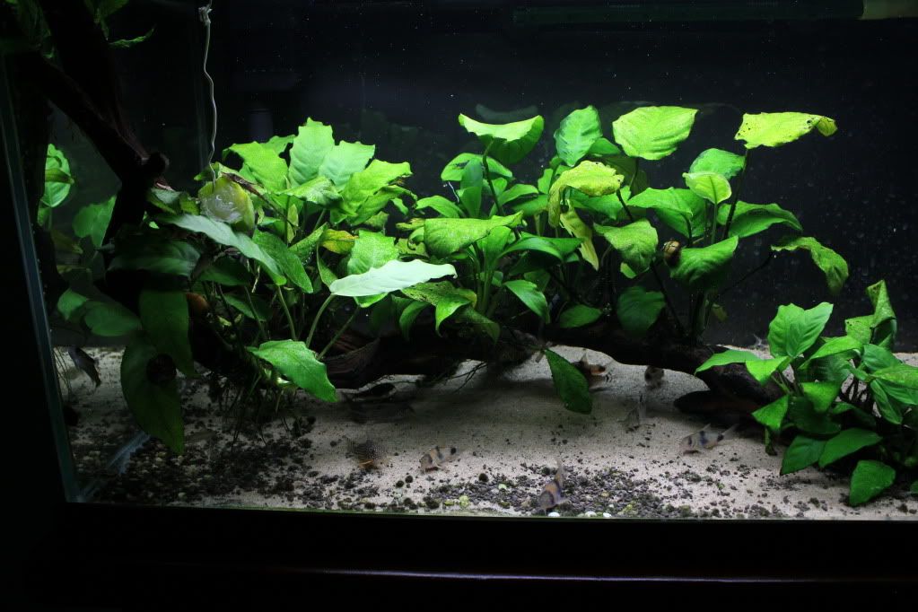 Planted tank for Corydoras Fish for the Planted Aquarium Aquatic