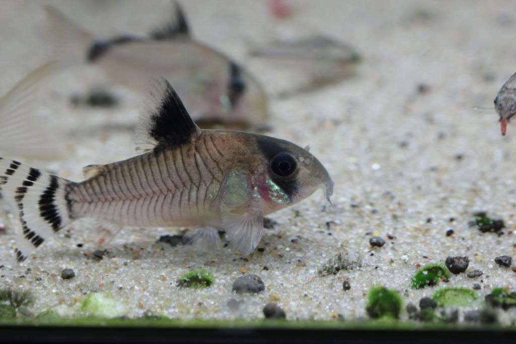 Planted tank for Corydoras Fish for the Planted Aquarium Aquatic Plant Central