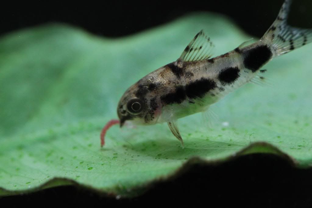 Planted tank for Corydoras Fish for the Planted Aquarium Aquatic Plant Central