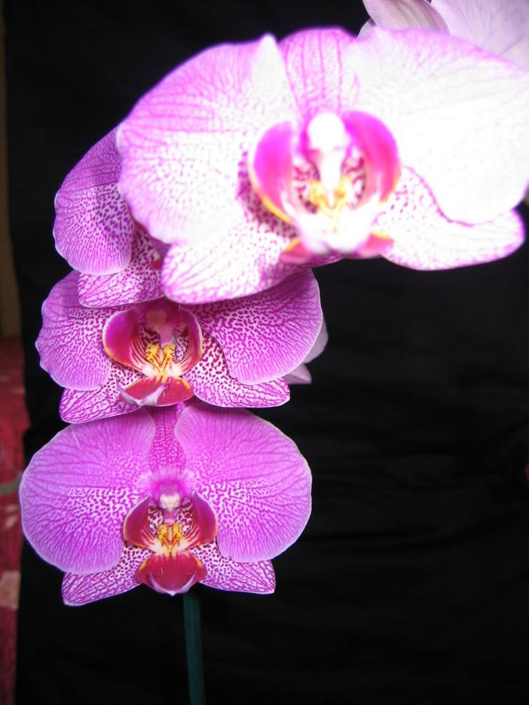 orchid015.jpg