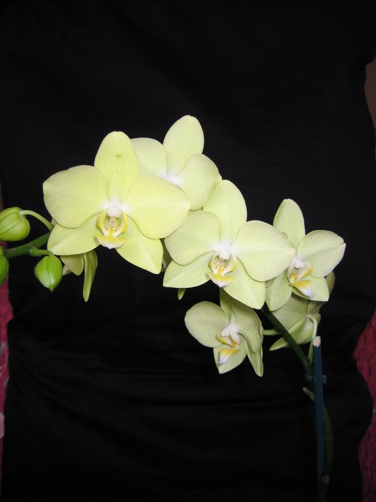 orchid016.jpg