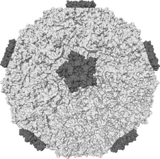 common cold virus. 2011 Image of the Common Cold