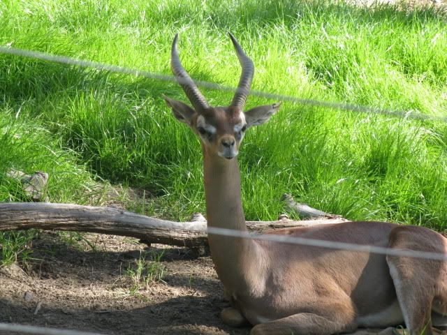 IMG_0915.jpg