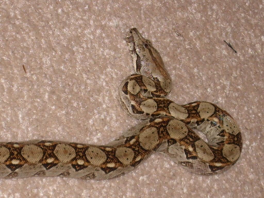 show me your petco snake!!!! RedTailBoas Ultimate Reptile Community